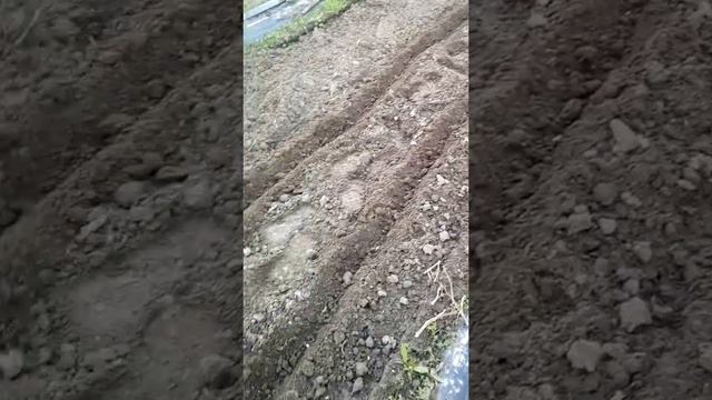 Коли сіяти квасолю в 2021 році, сприятливі дні