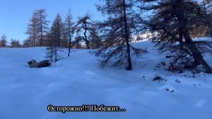 Охота на Чубуку с собаками. Якутия.
