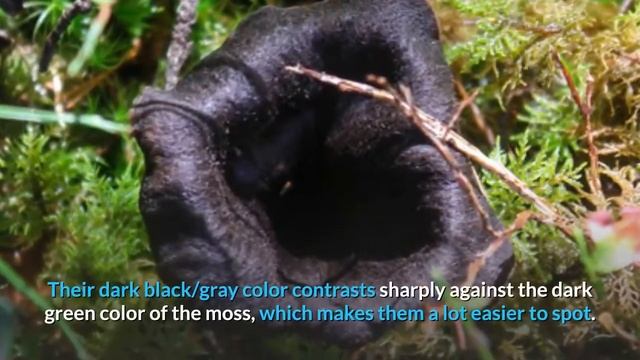 Black Trumpet Mushrooms, the Complete Guide смотреть онлайн