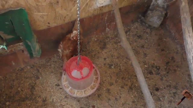 Устройство Курятника для кур несушек внутри Своими руками смотреть онлайн