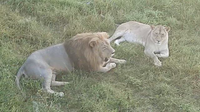 Две влюбленные пары львов на рассвете. смотреть онлайн