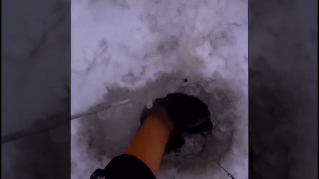 Шука на 5 кг!!!Рыбалка на шуку,зимой,на жерлицы,на живца!!! смотреть онлайн