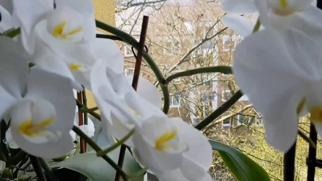 Мега-забастовка в Германии. Природные катаклизмы. Белка. Орхидеи. Тюльпаны. Стихи смотреть онлайн