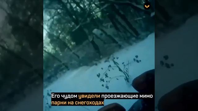 Провалившегося под лёд дедушку спасли парни на снегоходах и сотрудники ДПС смотреть онлайн