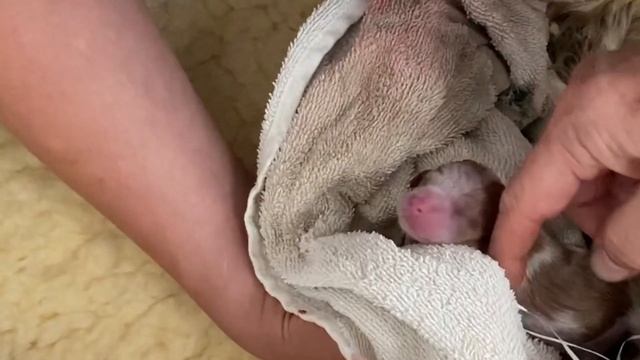 PUPPY Cavalier King Charles Spaniels Being BORN