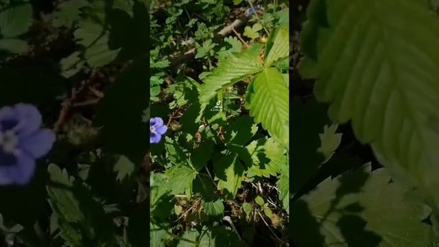 #Флорадаритнам #вероника #дубравная #veronica #chamaedrys #shorts смотреть онлайн