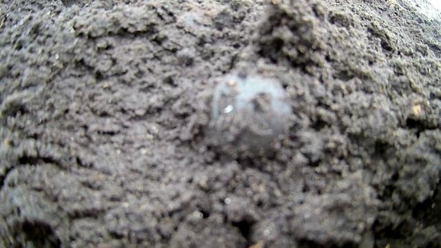 Поиск монет с Романом  Garrett AT MAX  и Garrett AT PRO