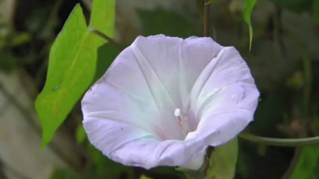 You Raise Me Up - Josh Groban With Lyrics