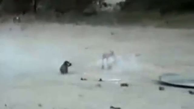 Собака схватила солют в действии ) смотреть онлайн