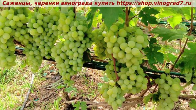 Парад сортов на 27.07.24 года - виноград Валек окрашивание, созревание, характеристики. смотреть онлайн