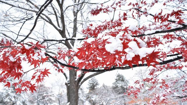 写真　2019 Sapporo Snow-Covered Autumn Leaves Koyo Nakajima park Hokkaido 雪と紅葉 札幌 中島公園 北海道 雪景色 日本 смотреть онлайн