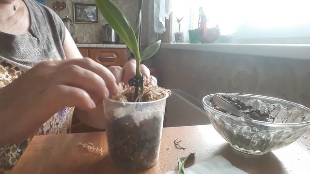 Дендробиум Нобиле,отсаживаю кейки смотреть онлайн