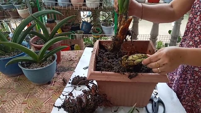 Repotting 