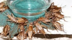 Разведение Сверчков в домашних условиях как бизнес идея