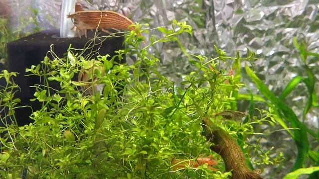 Мексиканский оранжевый карликовый рак | Банановая креветка-фильтратор смотреть онлайн