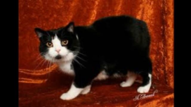 10 самых милых пород кошек №2 смотреть онлайн
