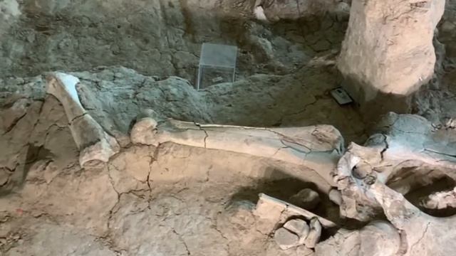 Columbian Mammoth dig site adventure - Waco, TX смотреть онлайн