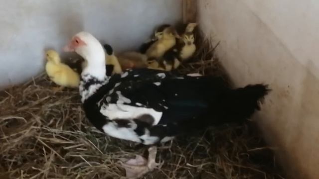 Индоутята// Оставлять под уткой или забирать в брудер?