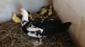 Индоутята// Оставлять под уткой или забирать в брудер?