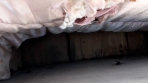 Паралич пчел ? Или нет...