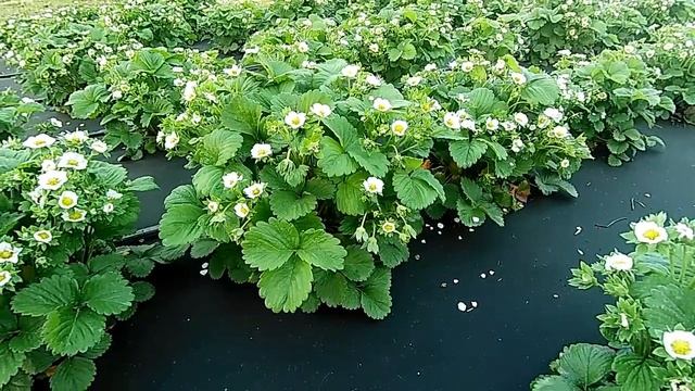 ?Летняя посадка клубники Сроки посадки земляники смотреть онлайн