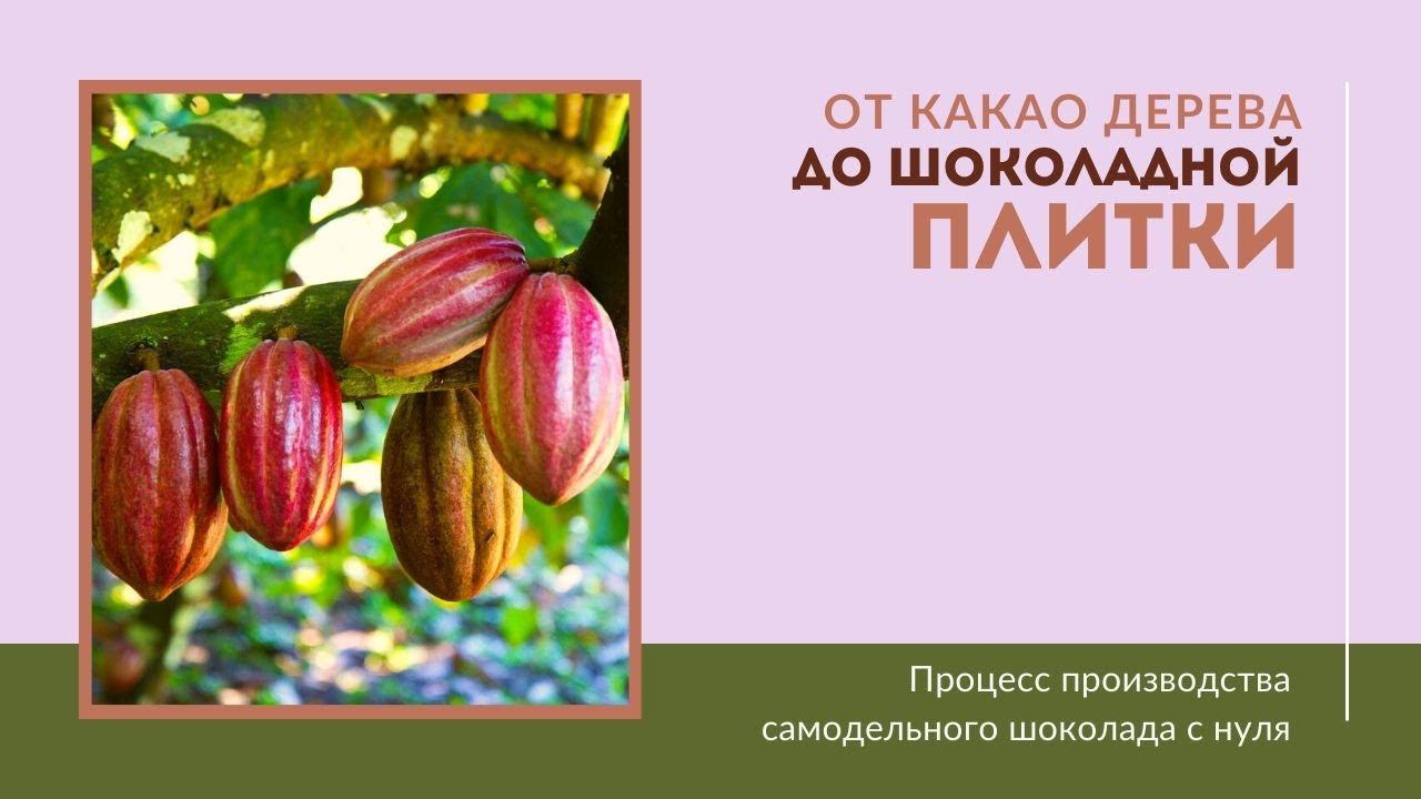 ОТ КАКАО ДЕРЕВА ДО ШОКОЛАДНОЙ ПЛИТКИ смотреть онлайн