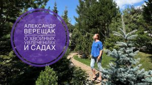 АЛЕКСАНДР ВЕРЕЩАК: О хвойных, увлечениях и садах