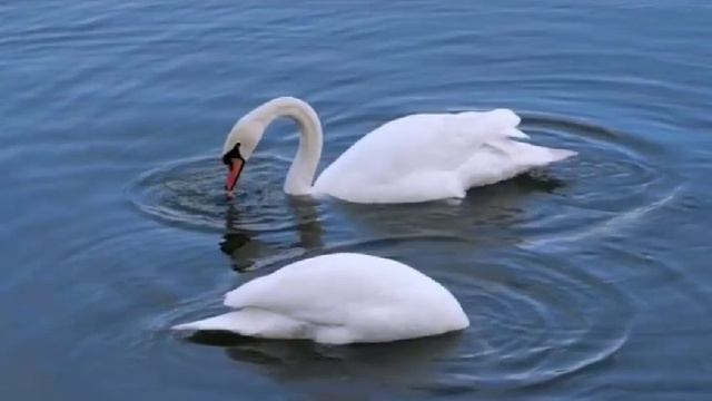 VID-20240608-WA0019.mp4 смотреть онлайн