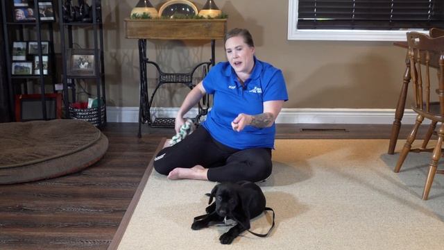 Labrador Retriever Puppy Training Guide - First Week Puppy Training❤️ смотреть онлайн