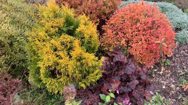 Туя Складчатая Forever Goldy 5 лет. Зимой и летом смотреть онлайн