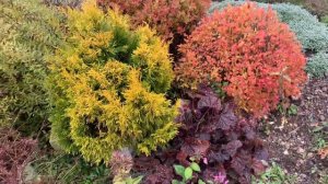 Туя Складчатая Forever Goldy 5 лет. Зимой и летом