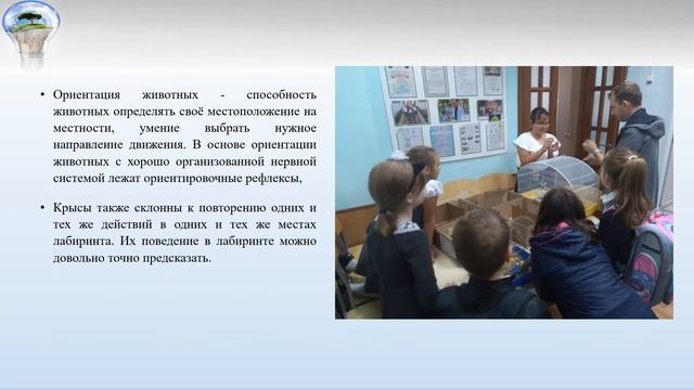 Мастер-класс «Ориентация животных в пространстве. Крысиный лабиринт» смотреть онлайн