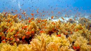 Aquarium 4K VIDEO (ULTRA HD) ? Sea Animals With Relaxing Music - Rare & Colorful Sea Life Video