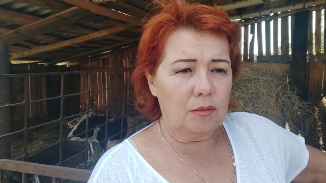 Лысые куры несутся хорошо красивые куры несутся плохо смотреть онлайн