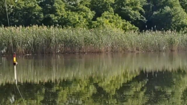 Очень классная РЫБАЛКА С ЛЮБИМОЙ ЖЕНОЙ получилась !Поймали НЕБОЛЬШИХ САЗАНЧИКОВ И КАРАСИКОВ ! смотреть онлайн