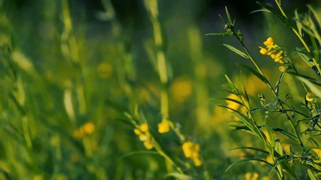 Футаж — Полевая трава вечернего леса. Футажи (footage) красивая природа [FullHD]