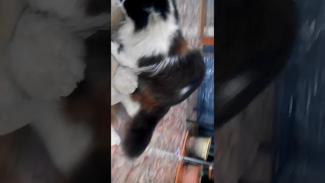 Кот укротитель мягких игрушек смотреть онлайн