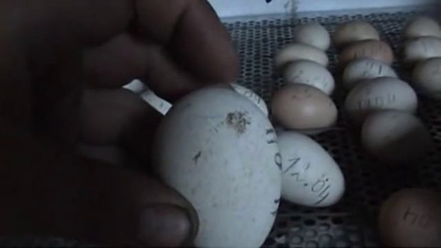 Индюки, индюшата и их яйца. смотреть онлайн