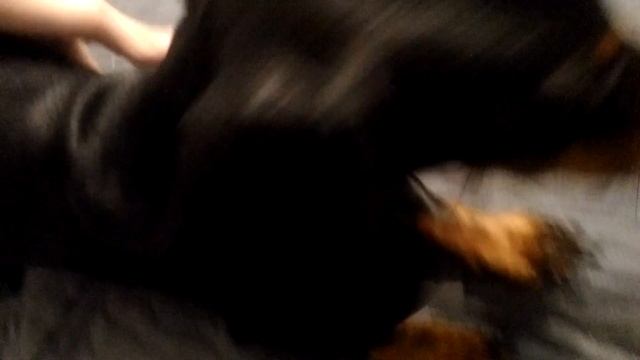 Собачка, такса смотреть онлайн