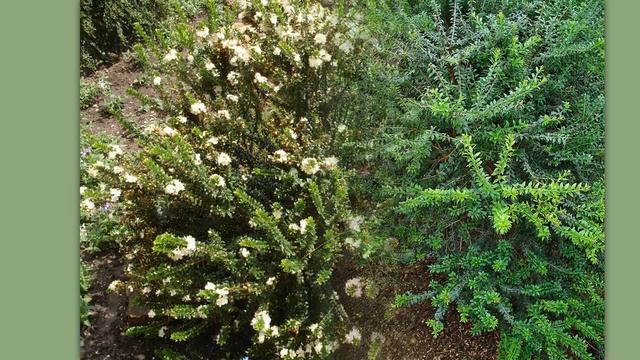 2. Кусты Крыма.