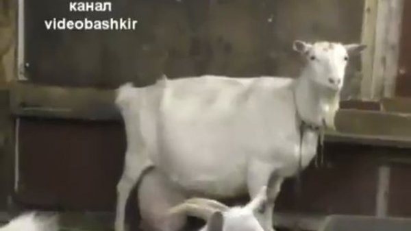 Чупакабра в Ноябрьске