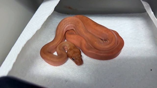 RED BOAS & BALL PYTHON PAIRING LOCKS! смотреть онлайн