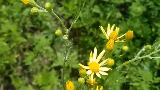 САМВЕЛ АДАМЯН АЛЕКСЕЙ ПРИЗНАЛСЯ ЧТО У НИХ БЫЛО С САМВЕЛОМ смотреть онлайн