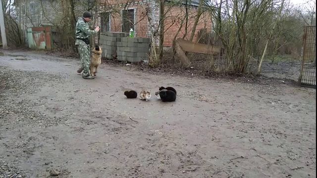 Как правильно дрессировать немецкую овчарку! смотреть онлайн