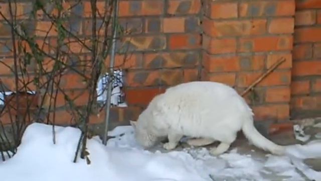 Белый МЯВАР чудит. смотреть онлайн