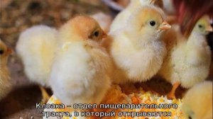 Почему у цыплят залипает клоака
