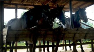 Звуки лошади / Ржание коня / Голос лошади / Звуки Ржание Лошадей /Как Говорят Лошади