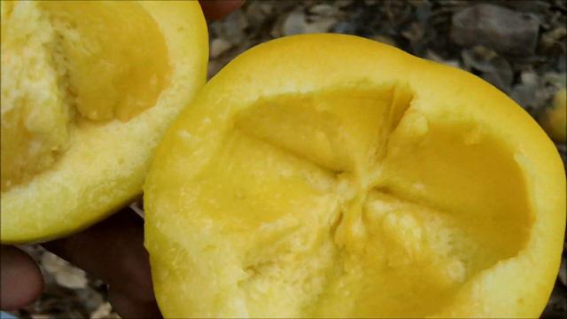 Zapote blanco, chapote, chalaria, zapote amarillo, cachique, chaan, Casimiroa edulis смотреть онлайн