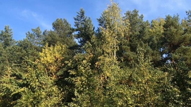 Лечебные звуки природы. ШУМ ЛЕСА. Relax смотреть онлайн