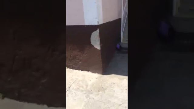 ГОП-СТОП 2 ИРБК Назрань magas.ru смотреть онлайн